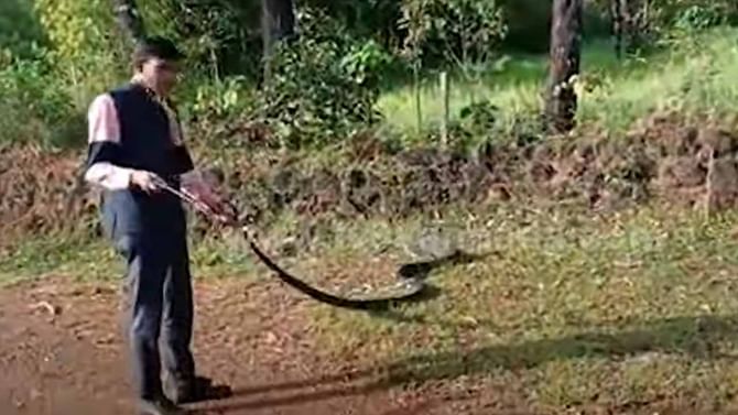 ಹನ್ನೆರಡು-ಅಡಿಗಳಷ್ಟು ಉದ್ದದ ಕಾಳಿಂಗ ಸರ್ಪ ಕಾಣಿಸಿಕೊಂಡಿದ್ದು ಶಿರಸಿ ಸಮೀಪದ ಹಿತ್ತಲಕಾಯಿಯಲ್ಲಿ! ಹನ್ನೆರಡು-ಅಡಿಗಳಷ್ಟು ಉದ್ದದ ಕಾಳಿಂಗ ಸರ್ಪ ಕಾಣಿಸಿಕೊಂಡಿದ್ದು ಶಿರಸಿ ಸಮೀಪದ ಹಿತ್ತಲಕಾಯಿಯಲ್ಲಿ!