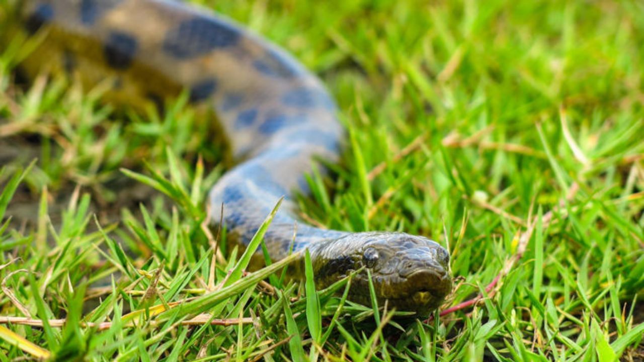 Snake: ಜಗತ್ತಿನಲ್ಲಿರುವ ಅತಿ ದೊಡ್ಡದಾದ ಹಾವು ಯಾವುದು ಗೊತ್ತಾ? ಅದರ ಉದ್ದ ಮತ್ತು ಭಾರ ಎಷ್ಟಿದೆ? ಇಲ್ಲಿದೆ ಮಾಹಿತಿ Snake: ಜಗತ್ತಿನಲ್ಲಿರುವ ಅತಿ ದೊಡ್ಡದಾದ ಹಾವು ಯಾವುದು ಗೊತ್ತಾ? ಅದರ ಉದ್ದ ಮತ್ತು ಭಾರ ಎಷ್ಟಿದೆ? ಇಲ್ಲಿದೆ ಮಾಹಿತಿ