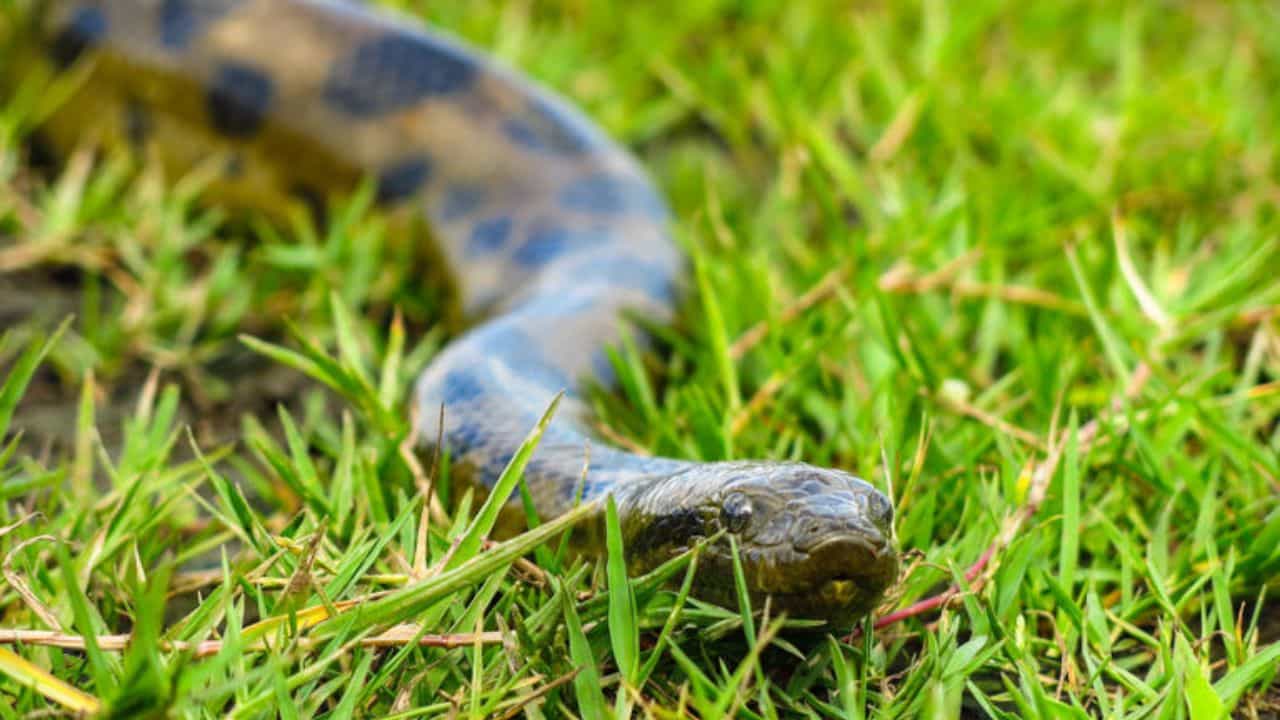 Snake: ಜಗತ್ತಿನಲ್ಲಿರುವ ಅತಿ ದೊಡ್ಡದಾದ ಹಾವು ಯಾವುದು ಗೊತ್ತಾ? ಅದರ ಉದ್ದ ಮತ್ತು ಭಾರ ಎಷ್ಟಿದೆ? ಇಲ್ಲಿದೆ ಮಾಹಿತಿ Snake: ಜಗತ್ತಿನಲ್ಲಿರುವ ಅತಿ ದೊಡ್ಡದಾದ ಹಾವು ಯಾವುದು ಗೊತ್ತಾ? ಅದರ ಉದ್ದ ಮತ್ತು ಭಾರ ಎಷ್ಟಿದೆ? ಇಲ್ಲಿದೆ ಮಾಹಿತಿ