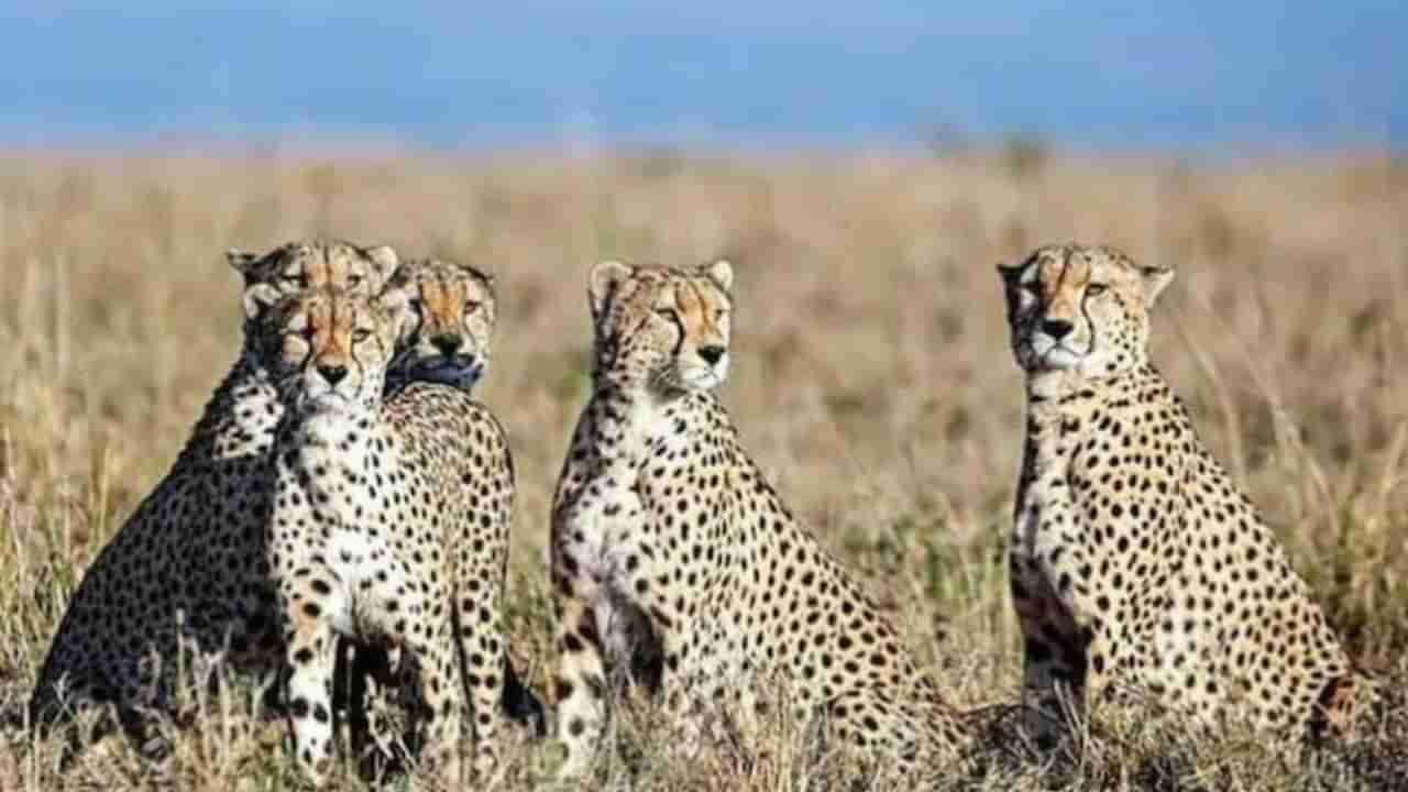 Cheetahs Task force: ಚೀತಾಗಳ ಮೇಲ್ವಿಚಾರಣೆ ಮಾಡಲು ಕಾರ್ಯಪಡೆ ರಚನೆ, ಚೀತಾಗಳನ್ನು ನೀವು ಯಾವಾಗ ನೋಡಬಹುದು?