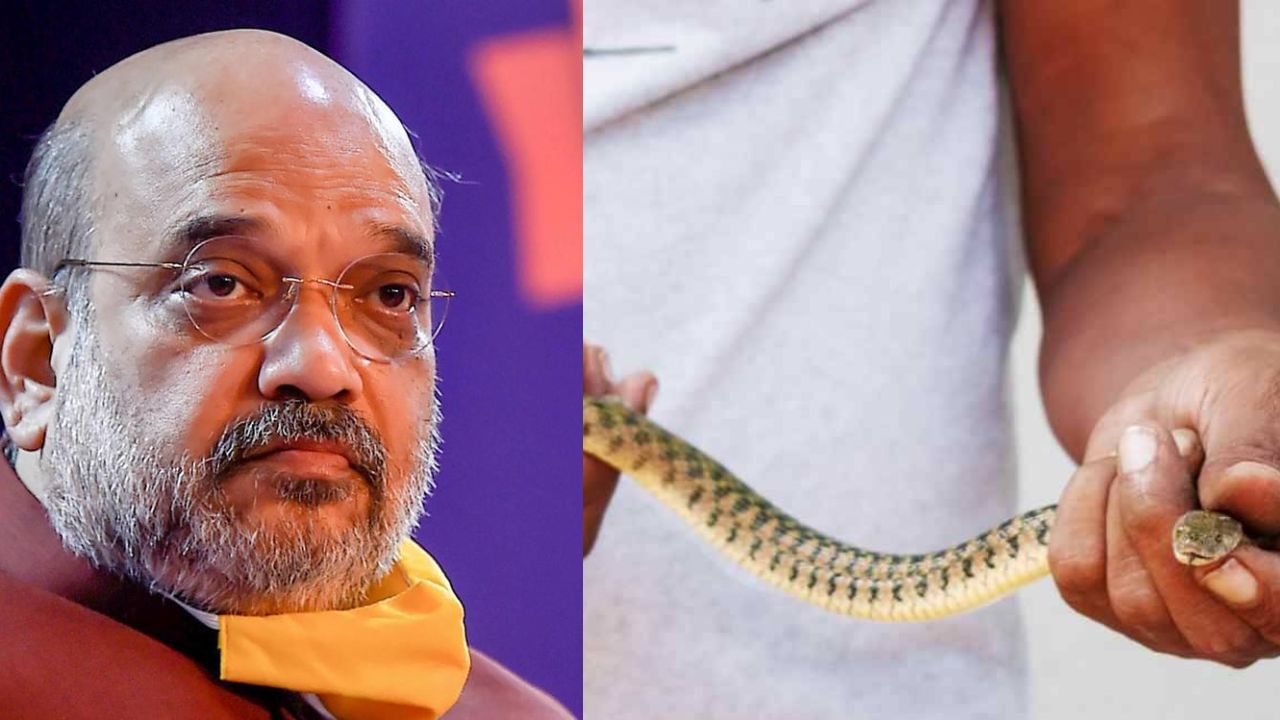 Amit Shah: ಕೇಂದ್ರ ಗೃಹ ಸಚಿವ ಅಮಿತ್ ಶಾ ಮನೆಯಲ್ಲಿ ಹಾವು ಪ್ರತ್ಯಕ್ಷ