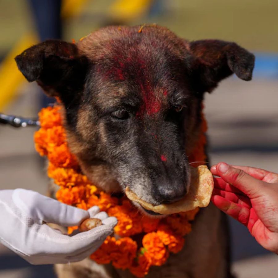 dog day in nepal