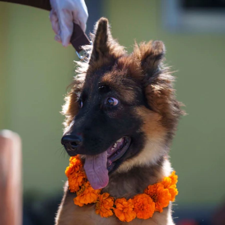 dog day in nepal