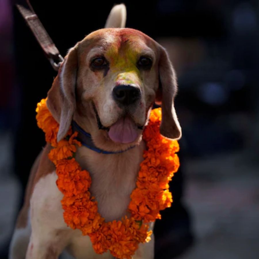 dog day in nepal