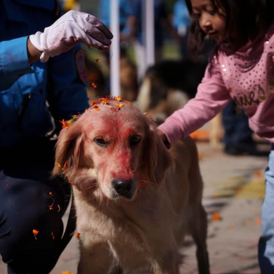 dog day in nepal