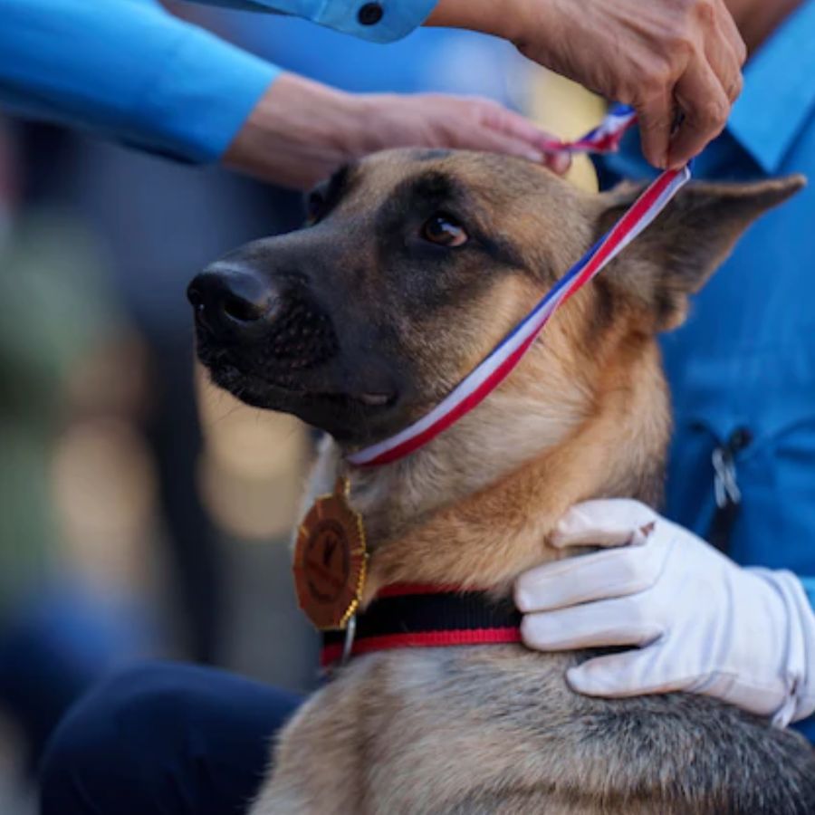 dog day in nepal