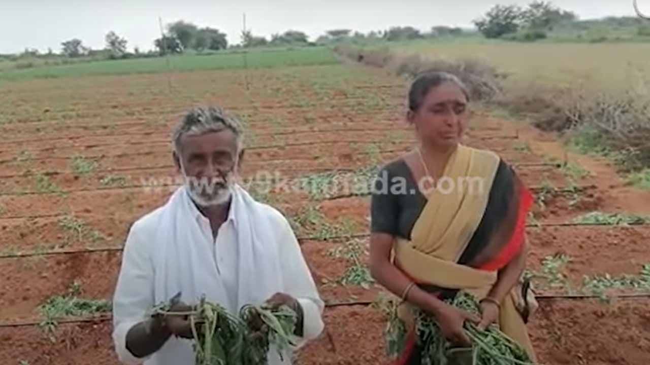 ಸಹೋದರರ ನಡುವೆ ರಾತ್ರಿ ಜಗಳ ಬೆಳಗ್ಗೆ ಒಬ್ಬ ಸಹೋದರನ ಟೊಮೆಟೋ ತೋಟ ಸರ್ವನಾಶ!