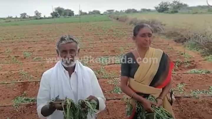 ಸಹೋದರರ ನಡುವೆ ರಾತ್ರಿ ಜಗಳ ಬೆಳಗ್ಗೆ ಒಬ್ಬ ಸಹೋದರನ ಟೊಮೆಟೋ ತೋಟ ಸರ್ವನಾಶ! ಸಹೋದರರ ನಡುವೆ ರಾತ್ರಿ ಜಗಳ ಬೆಳಗ್ಗೆ ಒಬ್ಬ ಸಹೋದರನ ಟೊಮೆಟೋ ತೋಟ ಸರ್ವನಾಶ!