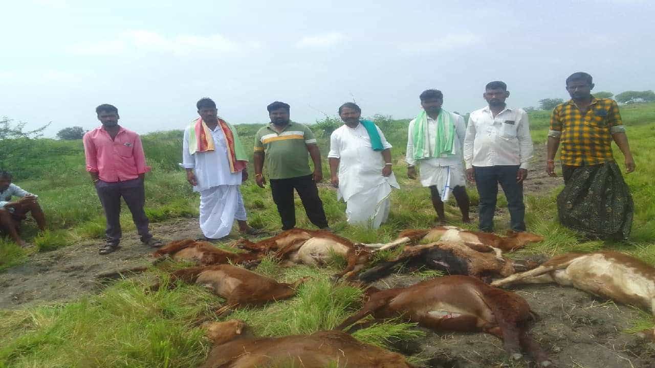 ಯಾದಗಿರಿ: ವಿದ್ಯುತ್ ತಂತಿ ಸ್ಪರ್ಶಿಸಿ 9 ಕುರಿಗಳು ಸಾವು ಯಾದಗಿರಿ: ವಿದ್ಯುತ್ ತಂತಿ ಸ್ಪರ್ಶಿಸಿ 9 ಕುರಿಗಳು ಸಾವು