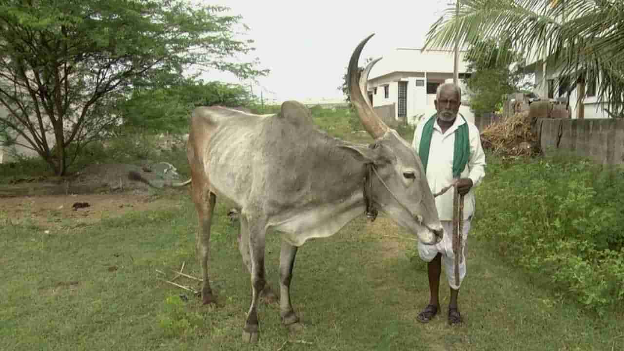 ಜಾನುವಾರು ಮೇವಿಗೆ ಹಾಹಾಕಾರ: ಕ್ರಿಯಾ ಯೋಜನೆ ರೂಪಿಸಲು ಇಂದು ಕೇಂದ್ರ ಮತ್ತು ರಾಜ್ಯ ಅಧಿಕಾರಿಗಳ ಸಭೆ ಕರೆದ ಸರ್ಕಾರ