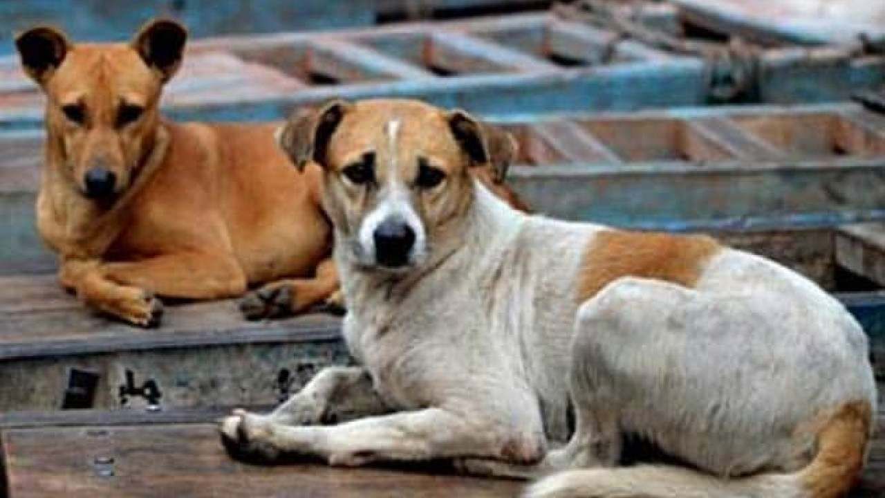 Shocking News: ಆಂಧ್ರಪ್ರದೇಶದಲ್ಲಿ ವಿಷದ ಇಂಜೆಕ್ಷನ್ ಚುಚ್ಚಿ 18 ನಾಯಿಗಳ ಹತ್ಯೆ Shocking News: ಆಂಧ್ರಪ್ರದೇಶದಲ್ಲಿ ವಿಷದ ಇಂಜೆಕ್ಷನ್ ಚುಚ್ಚಿ 18 ನಾಯಿಗಳ ಹತ್ಯೆ