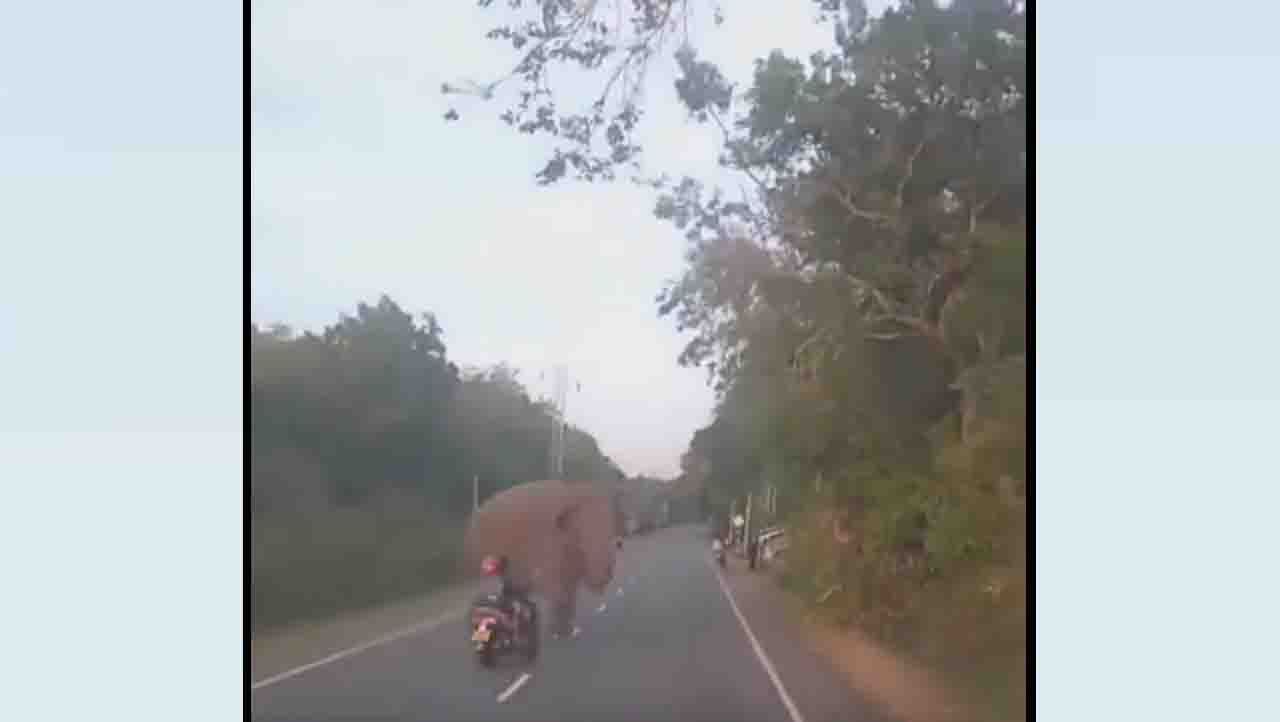 ಆನೆ ರಸ್ತೆ ದಾಟುತ್ತಿರುವಾಗ ಅಡ್ಡ ಬಂದ ಈ ಬೈಕ್, ಮುಂದೇನಾಯಿತು?