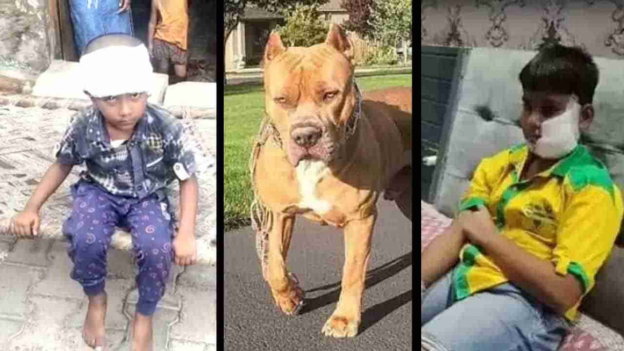 ಉತ್ತರ ಪ್ರದೇಶದ ಗಾಜಿಯಾಬಾದ್ನಲ್ಲಿ ಎಲ್ಲ ನಾಯಿಗಳಿಗೂ ಮಾಸ್ಕ್ ಕಡ್ಡಾಯ, ಪಿಟ್ಬುಲ್ ಸೇರಿ ಮೂರು ನಾಯಿ ತಳಿಗಳಿಗೆ ನಿಷೇಧ