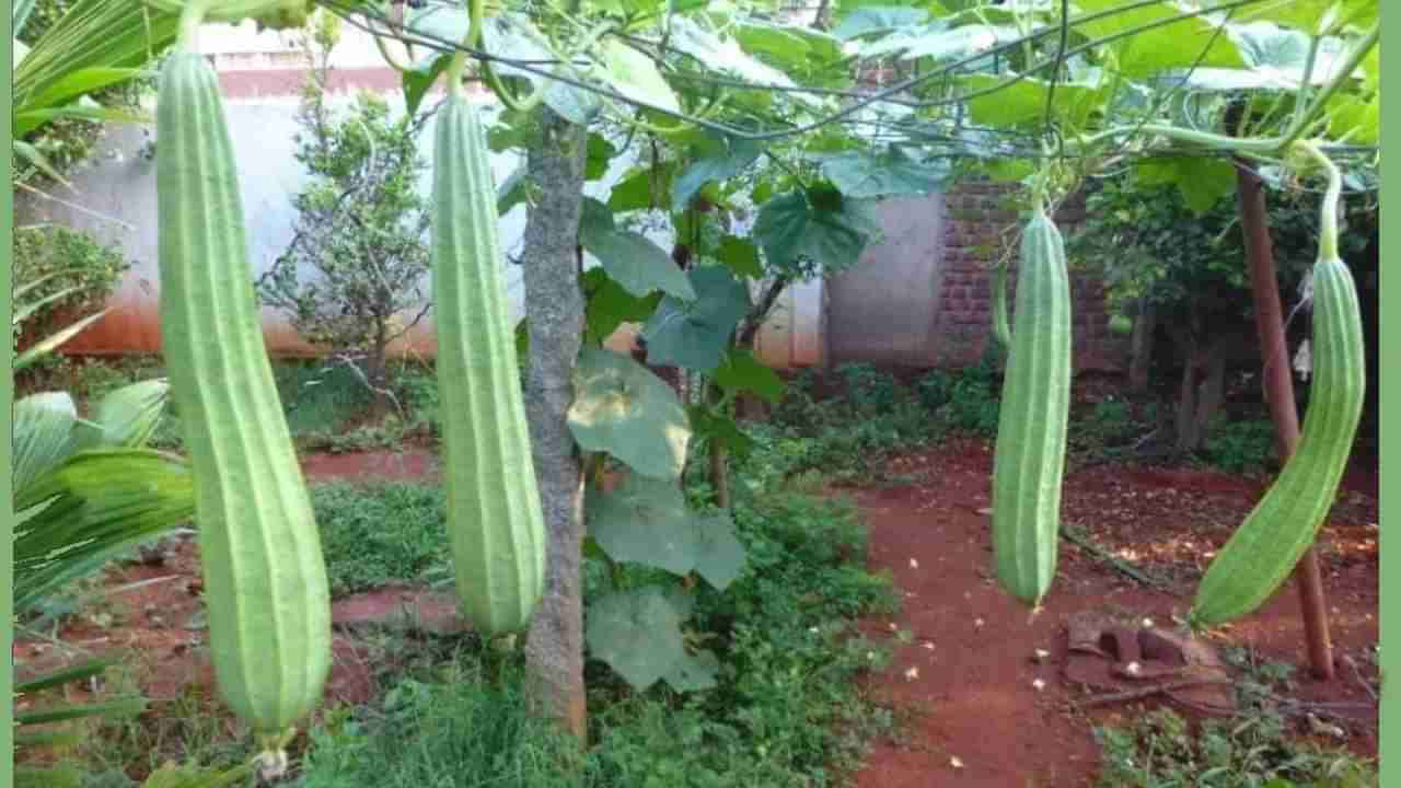 Heerekayi: ಹೀರೇಕಾಯಿಯ ತರಹೇವಾರಿ ಆರೋಗ್ಯಕಾರಿ ಲಾಭಗಳನ್ನು ತಿಳಿದರೆ ಹಿಗ್ಗಿ ಹೀರೇಕಾಯಿ ಆಗ್ತೀರಿ, ಏನದು ತಿಳಿಯಿರಿ!