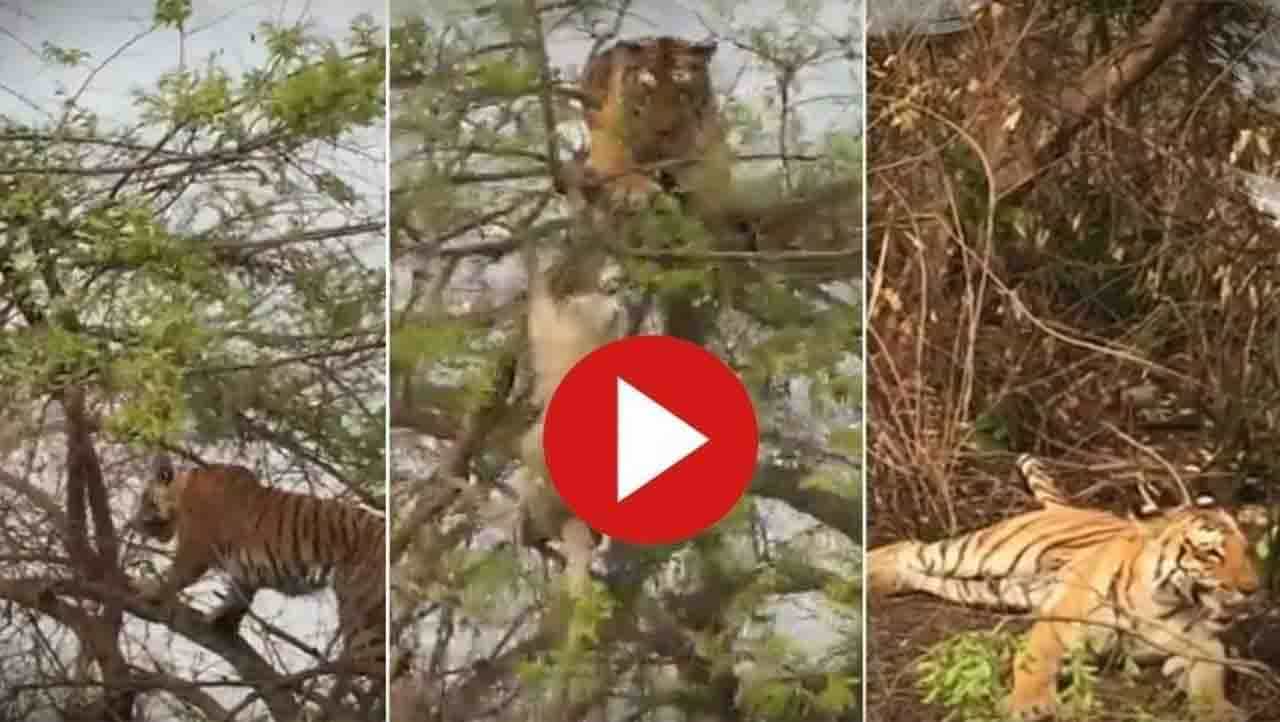 ಹುಲಿಯೊಂದಿಗೆ ಮೈಂಡ್ ಗೇಮ್ ಆಡಿ ಪ್ರಾಣ ಉಳಿಸಿಕೊಂಡ ಜಾಣಕೋತಿ! ಹುಲಿಯೊಂದಿಗೆ ಮೈಂಡ್ ಗೇಮ್ ಆಡಿ ಪ್ರಾಣ ಉಳಿಸಿಕೊಂಡ ಜಾಣಕೋತಿ!