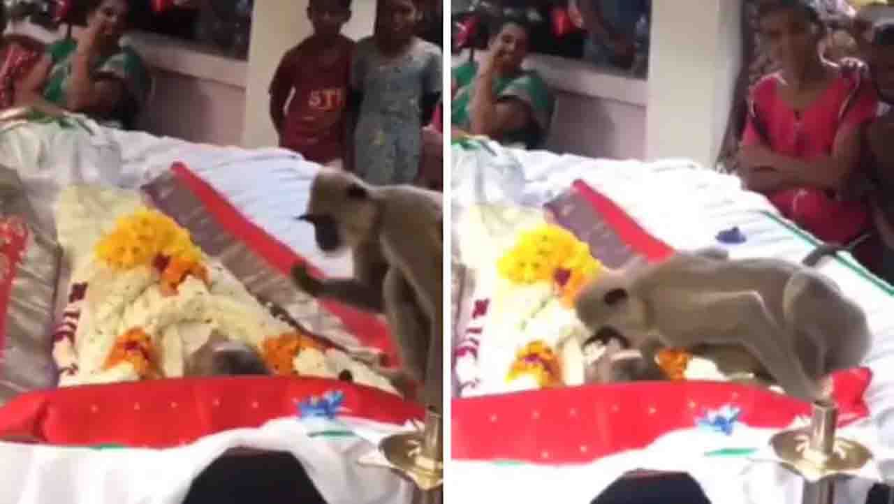 ‘ನನಗಾರು ಗತಿ ಇನ್ನು?’ ತೀರಿಹೋದ ವ್ಯಕ್ತಿಯ ಬಳಿ ಶೋಕಿಸುತ್ತ ಕುಳಿತ ಕೋತಿ ‘ನನಗಾರು ಗತಿ ಇನ್ನು?’ ತೀರಿಹೋದ ವ್ಯಕ್ತಿಯ ಬಳಿ ಶೋಕಿಸುತ್ತ ಕುಳಿತ ಕೋತಿ