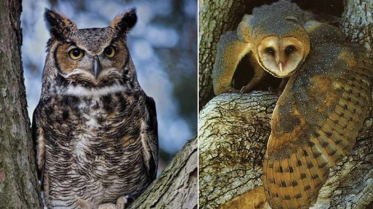 Owl ಯಾವ ಸಮಯದಲ್ಲಿ ಗೂಬೆ ಕಂಡ್ರೆ ಶುಭ Kannada News Owl Superstitions