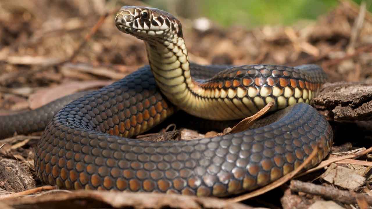 Snake Bite: ಹಾವು ಕಚ್ಚಿದರೆ ವ್ಯಕ್ತಿಯ ಜೀವ ಉಳಿಸಿ, ಅಪ್ಪಿತಪ್ಪಿಯೂ ಈ 5 ಕೆಲಸಗಳನ್ನು ಮಾಡಬೇಡಿ