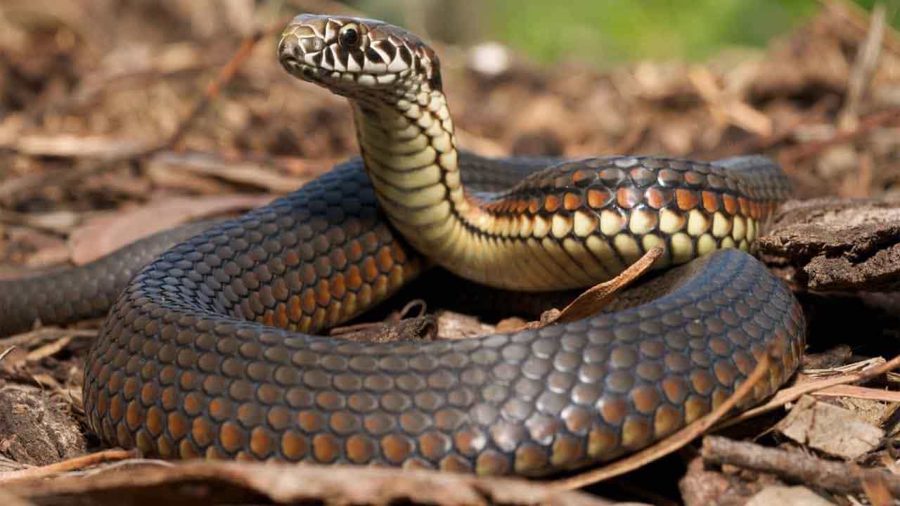 Snake Bite: ಹಾವು ಕಚ್ಚಿದರೆ ವ್ಯಕ್ತಿಯ ಜೀವ ಉಳಿಸಿ, ಅಪ್ಪಿತಪ್ಪಿಯೂ ಈ 5 ಕೆಲಸಗಳನ್ನು ಮಾಡಬೇಡಿ Snake Bite: ಹಾವು ಕಚ್ಚಿದರೆ ವ್ಯಕ್ತಿಯ ಜೀವ ಉಳಿಸಿ, ಅಪ್ಪಿತಪ್ಪಿಯೂ ಈ 5 ಕೆಲಸಗಳನ್ನು ಮಾಡಬೇಡಿ