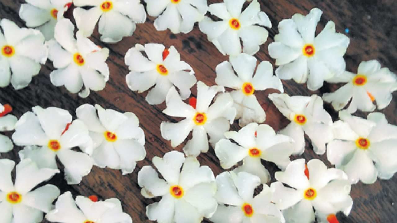 Parijata Flower Story In Kannada Best Flower Site