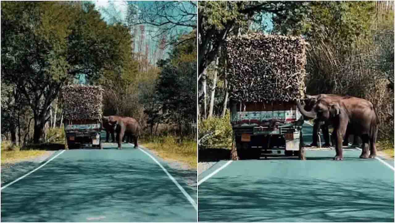 ‘ಟೋಲ್ ಕಟ್ಟಿ’ ಆನೆಗಳ ಸಿಹಿಯಾದ ವಿನಂತಿ, ಶರಣಾದ ಸಹೃದಯಿ ಡ್ರೈವರ್ ‘ಟೋಲ್ ಕಟ್ಟಿ’ ಆನೆಗಳ ಸಿಹಿಯಾದ ವಿನಂತಿ, ಶರಣಾದ ಸಹೃದಯಿ ಡ್ರೈವರ್