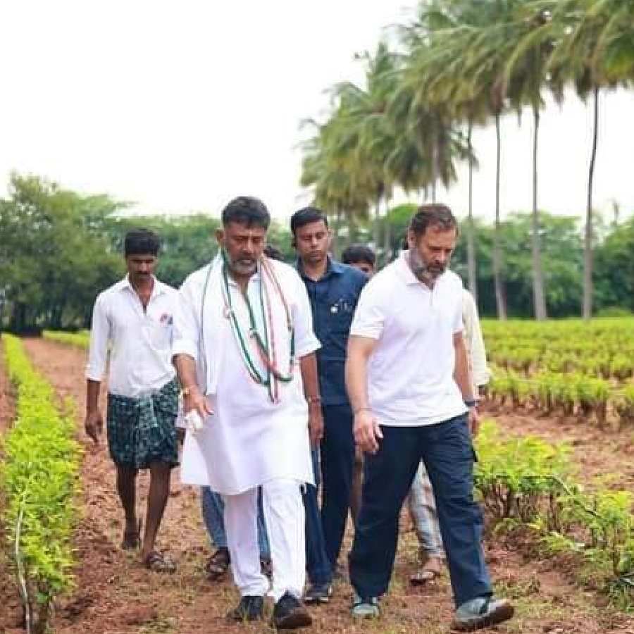 ಶೇಂಗಾ ಗಿಡದ ಬಗ್ಗೆ ರೈತರಿಂದ ರಾಹುಲ್ ಗಾಂಧಿ ಮಾಹಿತಿ ಪಡೆದರು. ಕೆಪಿಸಿಸಿ ಅಧ್ಯಕ್ಷ ಡಿ.ಕೆ ಶಿವಕುಮಾರ್ ಸಾಥ್ ನೀಡಿದರು. 