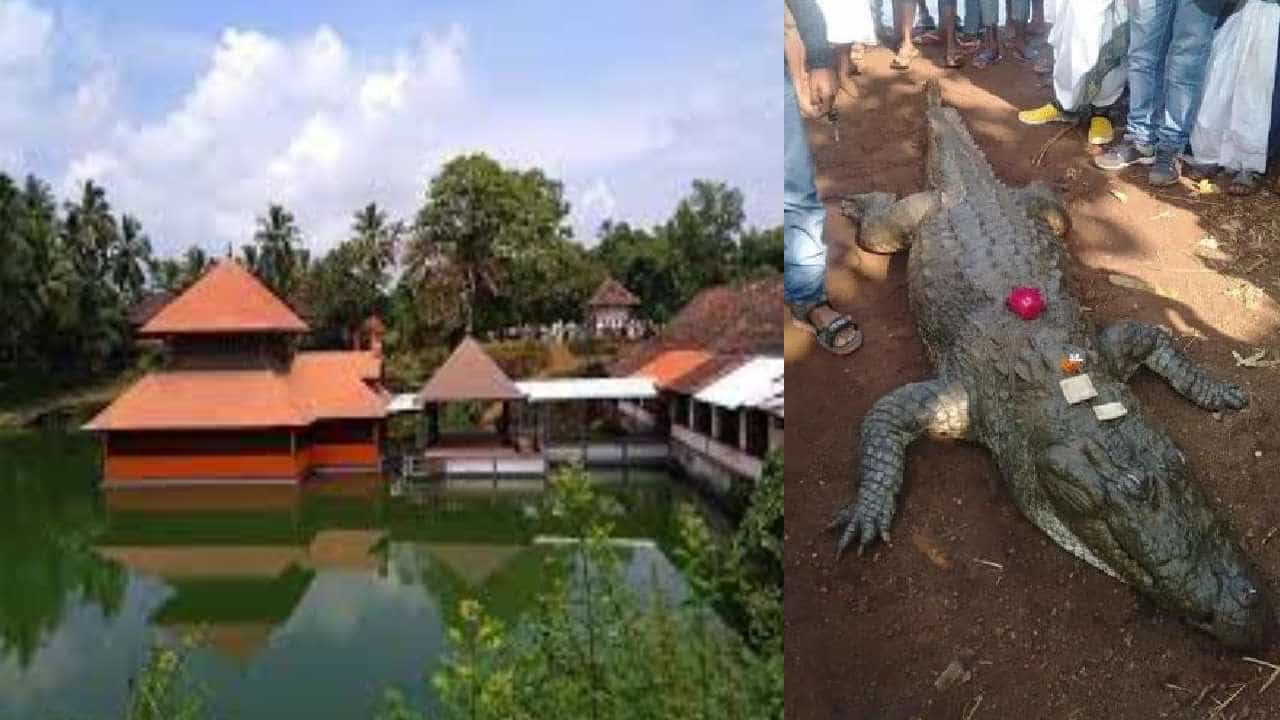 ಅನಂತ ಪದ್ಮನಾಭ ದೇವಸ್ಥಾನದ ದೇವರ ಮೊಸಳೆ 'ಬಬಿಯಾ' ಇನ್ನಿಲ್ಲ ಅನಂತ ಪದ್ಮನಾಭ ದೇವಸ್ಥಾನದ ದೇವರ ಮೊಸಳೆ 'ಬಬಿಯಾ' ಇನ್ನಿಲ್ಲ