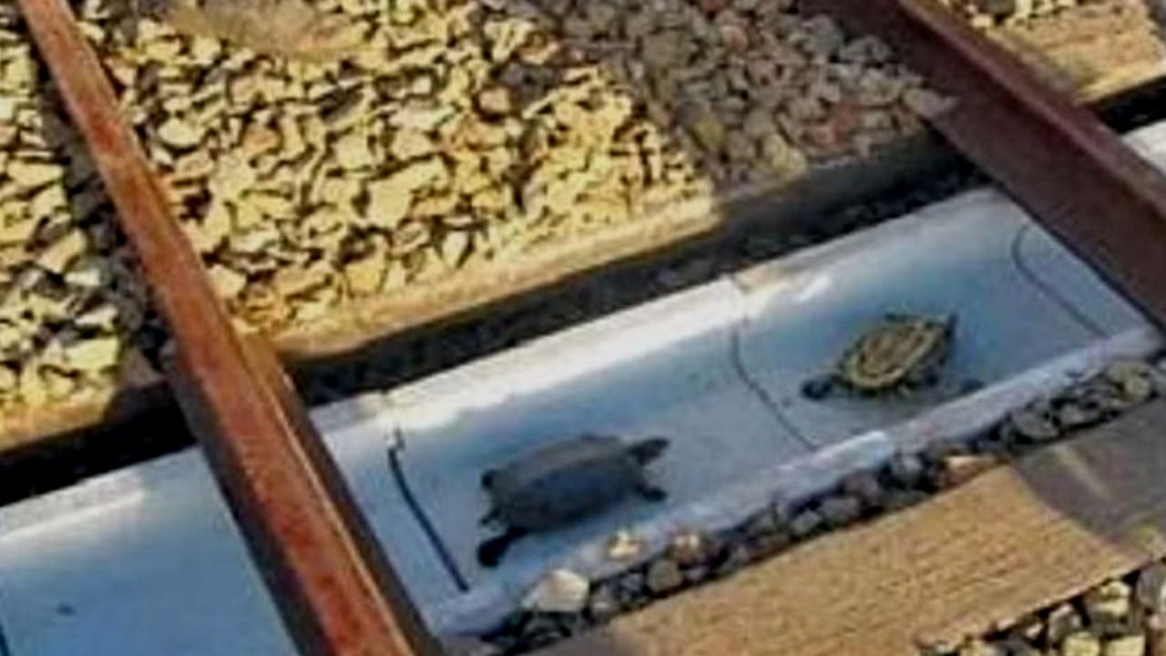 Reptiles: ರೈಲ್ವೆ ಇಲಾಖೆಯಿಂದ ಪಶ್ಚಿಮ ಘಟ್ಟಗಳಲ್ಲಿ ಸರೀಸೃಪಗಳ ಸುಗಮ ಸಂಚಾರಕ್ಕಾಗಿ ಶೀಘ್ರದಲ್ಲೇ ಕೆಳಸೇತುವೆ ಕಂದಕ ನಿರ್ಮಾಣ Reptiles: ರೈಲ್ವೆ ಇಲಾಖೆಯಿಂದ ಪಶ್ಚಿಮ ಘಟ್ಟಗಳಲ್ಲಿ ಸರೀಸೃಪಗಳ ಸುಗಮ ಸಂಚಾರಕ್ಕಾಗಿ ಶೀಘ್ರದಲ್ಲೇ ಕೆಳಸೇತುವೆ ಕಂದಕ ನಿರ್ಮಾಣ