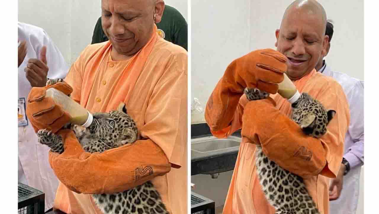 ಚಿರತೆಮರಿಗಳಿಗೆ ಬಾಟಲಿಹಾಲು ಕುಡಿಸಿದ ಯೋಗಿ ಆದಿತ್ಯನಾಥ ಚಿರತೆಮರಿಗಳಿಗೆ ಬಾಟಲಿಹಾಲು ಕುಡಿಸಿದ ಯೋಗಿ ಆದಿತ್ಯನಾಥ