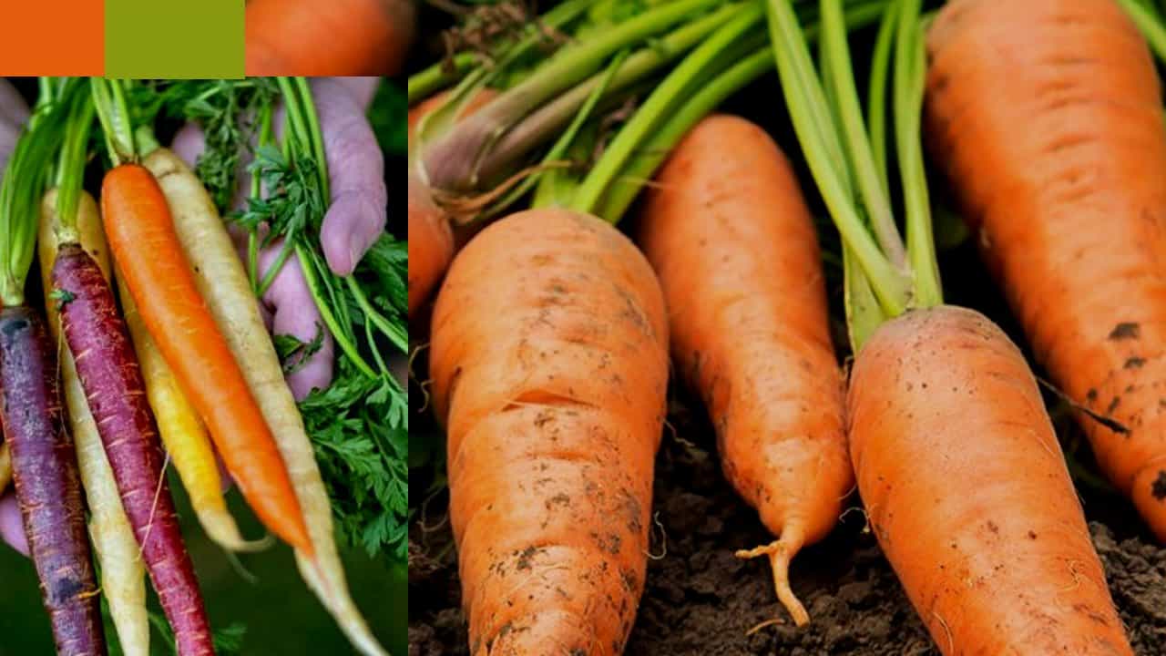Carrot: ಬಣ್ಣ ಯಾವುದೇ ಇರಲಿ ಕ್ಯಾರಟ್ ತಿನ್ನಿ ಅಷ್ಟೆ! ಏಕೆಂದರೆ ಅದರಲ್ಲಿದೆ ಬಗೆಬಗೆಯ ಆರೋಗ್ಯ ಲಾಭಗಳು! Carrot: ಬಣ್ಣ ಯಾವುದೇ ಇರಲಿ ಕ್ಯಾರಟ್ ತಿನ್ನಿ ಅಷ್ಟೆ! ಏಕೆಂದರೆ ಅದರಲ್ಲಿದೆ ಬಗೆಬಗೆಯ ಆರೋಗ್ಯ ಲಾಭಗಳು!