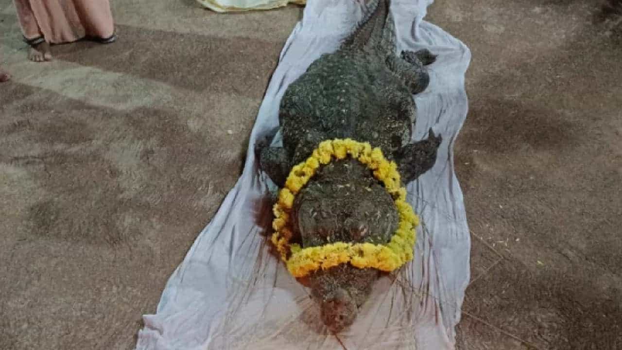 ದೇವರ ನೈವೇದ್ಯ ಮಾತ್ರ ತಿಂದು 75 ವರ್ಷ ಬದುಕಿದ ಕಾಸರಗೋಡಿನ ದೇವಸ್ಥಾನದ ಮೊಸಳೆ ಬಗ್ಗೆ ನಿಮಗೆಷ್ಟು ಗೊತ್ತು?