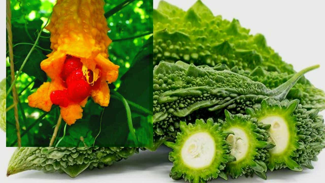 Hagalakayi: ಆರೋಗ್ಯ ಕಾಪಾಡಿಕೊಳ್ಳಲು ಹಾಗಲಕಾಯಿ ಎಂಬ ಕಹಿ ತರಕಾರಿಯನ್ನು ಹೇಗೆಲ್ಲಾ ಬಳಸಬಹುದು ಗೊತ್ತಾ? Hagalakayi: ಆರೋಗ್ಯ ಕಾಪಾಡಿಕೊಳ್ಳಲು ಹಾಗಲಕಾಯಿ ಎಂಬ ಕಹಿ ತರಕಾರಿಯನ್ನು ಹೇಗೆಲ್ಲಾ ಬಳಸಬಹುದು ಗೊತ್ತಾ?