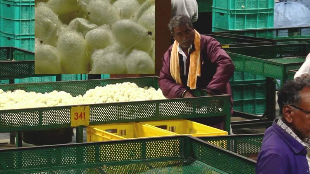 Government Cocoon Market Ramanagara