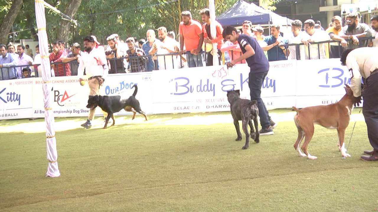 ಬೆಳಗಾವಿಯಲ್ಲಿ ಶ್ವಾನಗಳ ಭರ್ಜರಿ ಪ್ರದರ್ಶನ; ದೇಶದ ನಾನಾ ರಾಜ್ಯದಿಂದ ಬಂದ ಶ್ವಾನಗಳು ಬೆಳಗಾವಿಯಲ್ಲಿ ಶ್ವಾನಗಳ ಭರ್ಜರಿ ಪ್ರದರ್ಶನ; ದೇಶದ ನಾನಾ ರಾಜ್ಯದಿಂದ ಬಂದ ಶ್ವಾನಗಳು