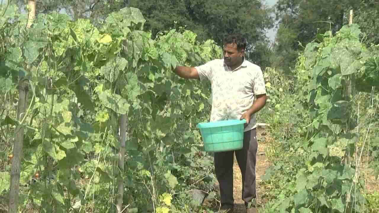 ಬೀದರ್​: ಕಡಿಮೆ ನೀರು, ಕಡಿಮೆ ಕರ್ಚು, ಕಡಿಮೆ ಜಮೀನಿನಲ್ಲಿ ಹಿರೇಕಾಯಿ ಬೆಳೆ ಬೆಳೆದು ತಿಂಗಳಿಗೆ ಮೂರು ಲಕ್ಷ ಲಾಭ ಪಡೆಯುವ ರೈತ