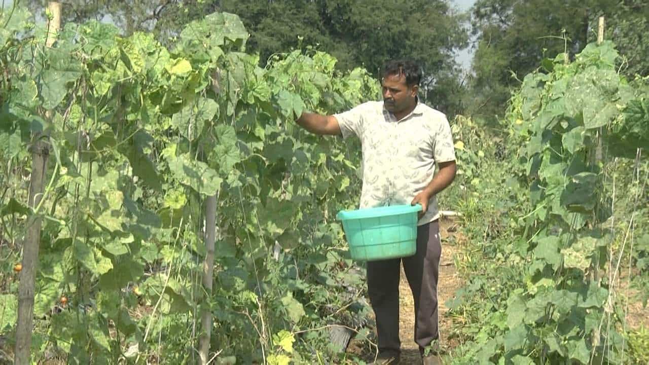 ಬೀದರ್: ಕಡಿಮೆ ನೀರು, ಕಡಿಮೆ ಕರ್ಚು, ಕಡಿಮೆ ಜಮೀನಿನಲ್ಲಿ ಹಿರೇಕಾಯಿ ಬೆಳೆ ಬೆಳೆದು ತಿಂಗಳಿಗೆ ಮೂರು ಲಕ್ಷ ಲಾಭ ಪಡೆಯುವ ರೈತ ಬೀದರ್: ಕಡಿಮೆ ನೀರು, ಕಡಿಮೆ ಕರ್ಚು, ಕಡಿಮೆ ಜಮೀನಿನಲ್ಲಿ ಹಿರೇಕಾಯಿ ಬೆಳೆ ಬೆಳೆದು ತಿಂಗಳಿಗೆ ಮೂರು ಲಕ್ಷ ಲಾಭ ಪಡೆಯುವ ರೈತ