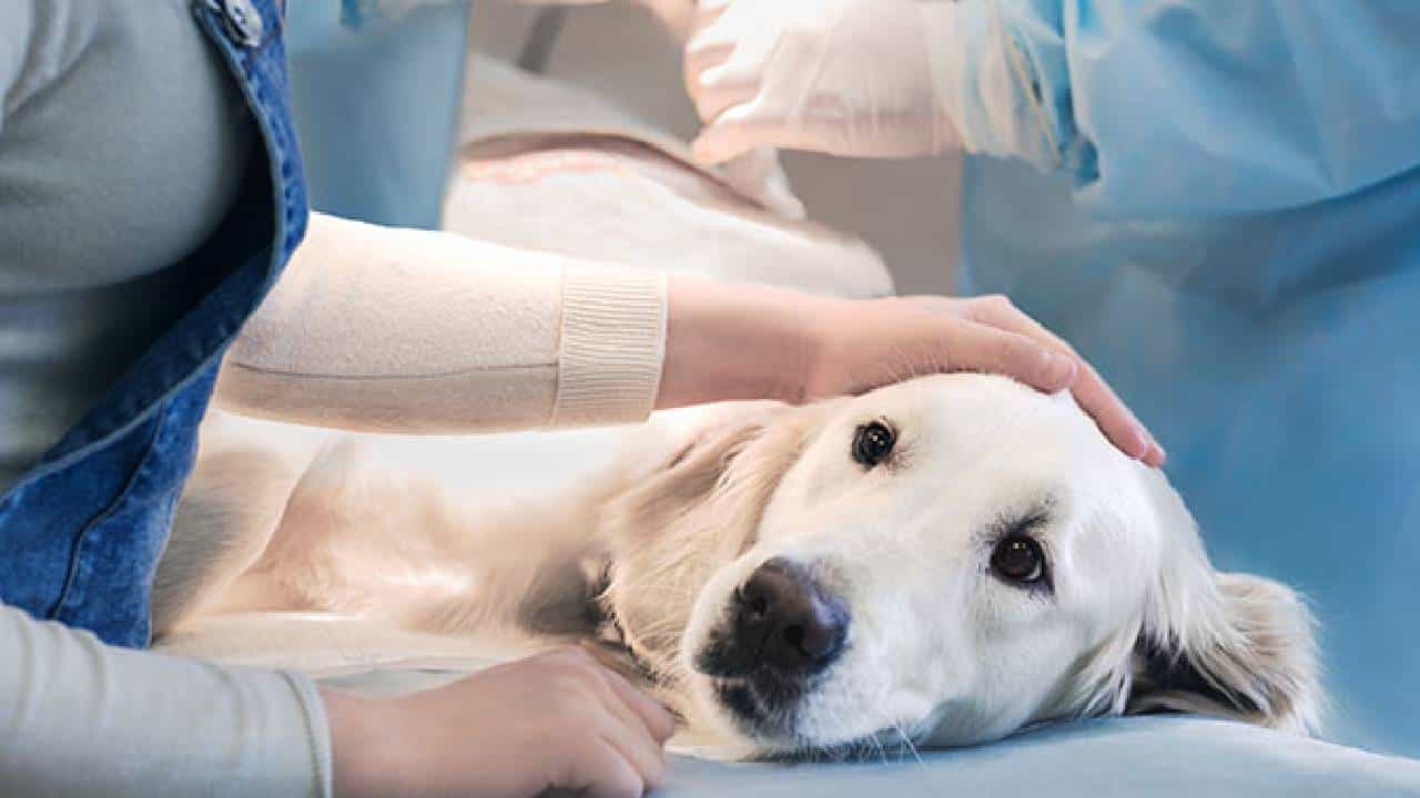Cancer In Pets: ಈ ಲಕ್ಷಣಗಳು ನಿಮ್ಮ ಸಾಕು ಪ್ರಾಣಿಗಳಲ್ಲಿ ಕಂಡುಬಂದರೆ ಎಚ್ಚರವಹಿಸಿ Cancer In Pets: ಈ ಲಕ್ಷಣಗಳು ನಿಮ್ಮ ಸಾಕು ಪ್ರಾಣಿಗಳಲ್ಲಿ ಕಂಡುಬಂದರೆ ಎಚ್ಚರವಹಿಸಿ