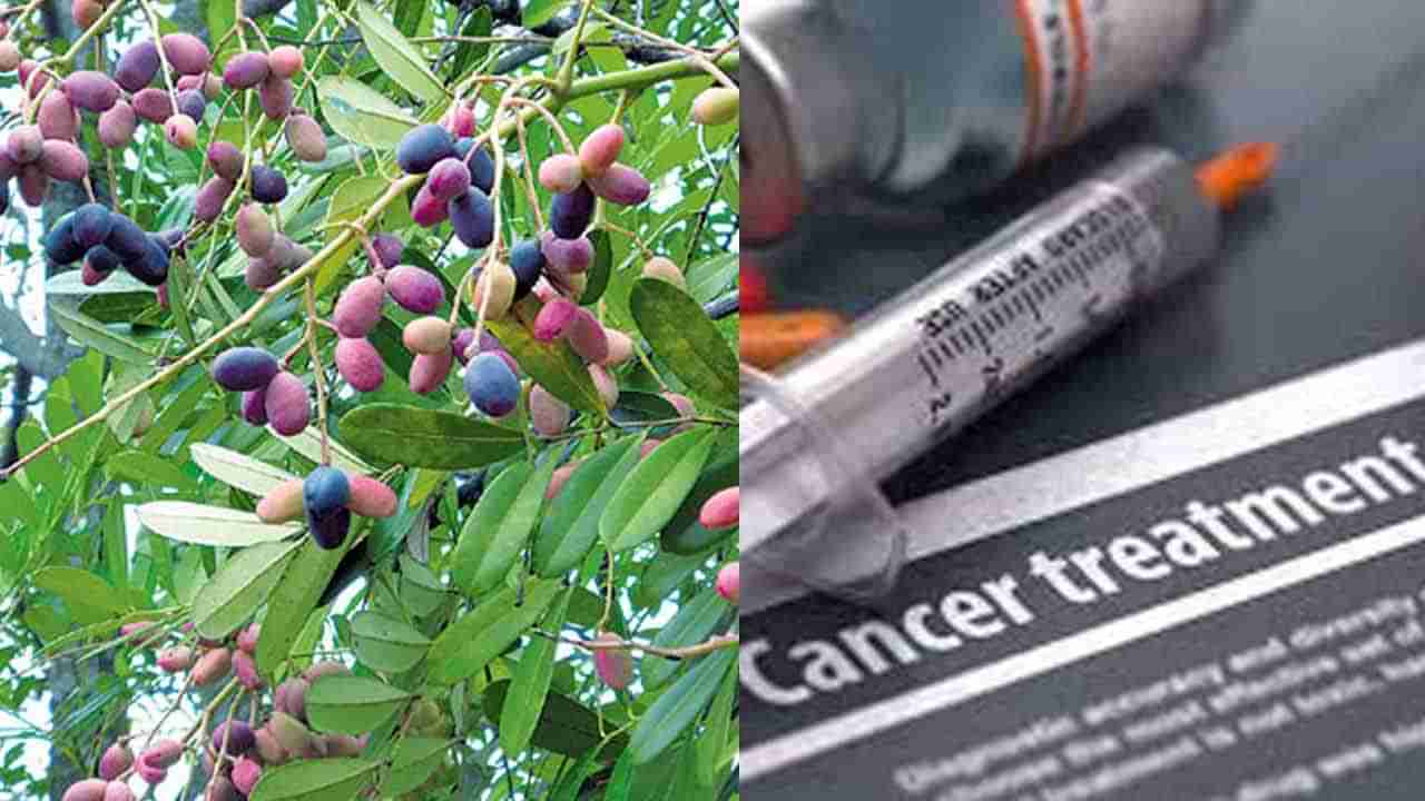 Cancer Drug: ಬೆಂಗಳೂರು ವೈದ್ಯರು ರೂಪಿಸಿರುವ ಕ್ಯಾನ್ಸರ್ ಔಷಧಕ್ಕೆ ಭಾರತ ಸರ್ಕಾರದ ಅನುಮೋದನೆ