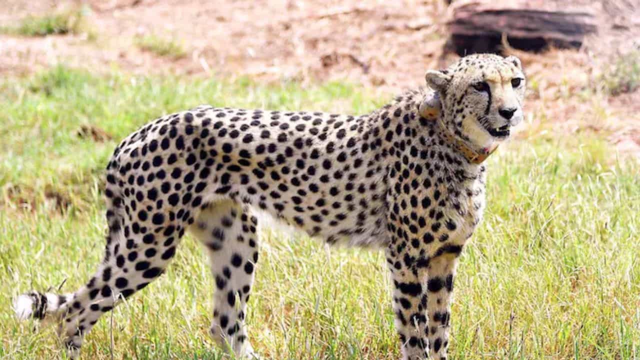 Cheetahs: ಕುನೊ ಉದ್ಯಾನವನದಲ್ಲಿ ಮೊದಲ ಬಾರಿ ಚಿತಾಲ್ ಜಿಂಕೆ ಬೇಟೆಯಾಡಿದ ಚೀತಾಗಳು Cheetahs: ಕುನೊ ಉದ್ಯಾನವನದಲ್ಲಿ ಮೊದಲ ಬಾರಿ ಚಿತಾಲ್ ಜಿಂಕೆ ಬೇಟೆಯಾಡಿದ ಚೀತಾಗಳು