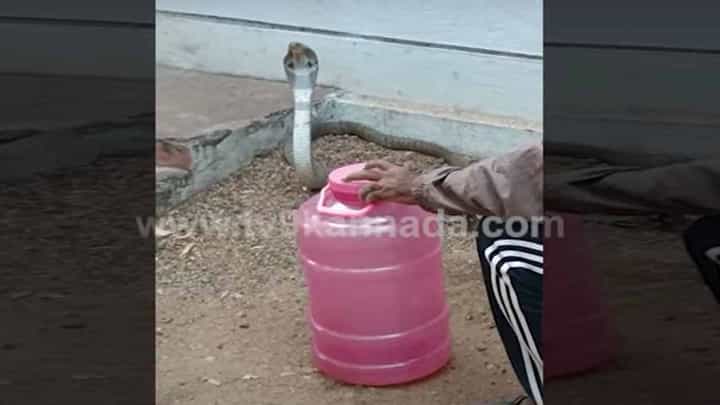 ಗದಗ: ನರಗುಂದ ಹೊರವಲಯದ ಡಾಬಾವೊಂದರಲ್ಲಿ ನಾಗರಹಾವು ಪ್ರತ್ಯಕ್ಷ, ಉರಗ ತಜ್ಞರಿಂದ ರಕ್ಷಣೆ ಗದಗ: ನರಗುಂದ ಹೊರವಲಯದ ಡಾಬಾವೊಂದರಲ್ಲಿ ನಾಗರಹಾವು ಪ್ರತ್ಯಕ್ಷ, ಉರಗ ತಜ್ಞರಿಂದ ರಕ್ಷಣೆ