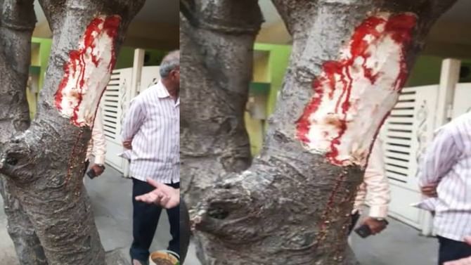 Video: ಮತ್ತಿ ಮರದಲ್ಲಿ ರಕ್ತದಂಥ ದ್ರವ: ಪವಾಡವೆಂದು ಕೈ ಮುಗಿದ ಜನ Video: ಮತ್ತಿ ಮರದಲ್ಲಿ ರಕ್ತದಂಥ ದ್ರವ: ಪವಾಡವೆಂದು ಕೈ ಮುಗಿದ ಜನ