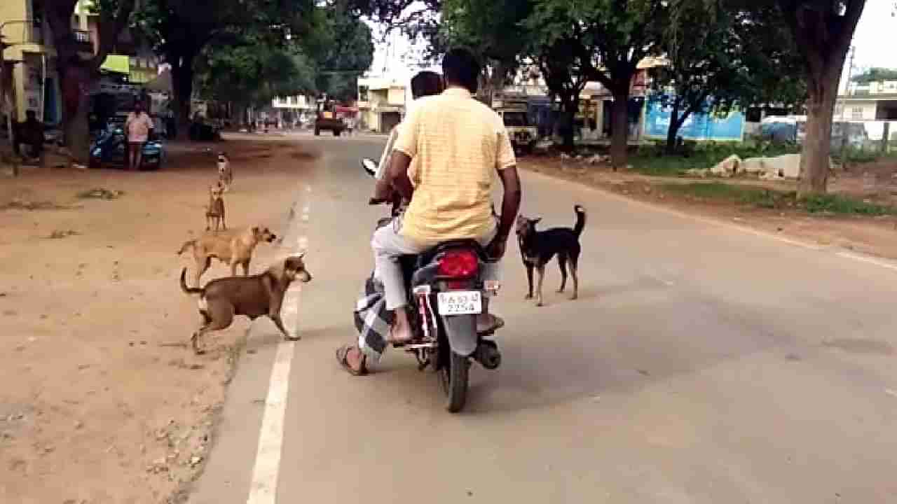 ಕೋಲಾರದಲ್ಲಿ ಹೆಚ್ಚಾದ ನಾಯಿಗಳ ದರ್ಬಾರ್:  ರಸ್ತೆಗೆ ಇಳಿಯೋಕೂ ಭಯ, ನಾಯಿಗಳಿಗೊಂದು ಗತಿ ಕಾಣಿಸಿ ಎನ್ನುತ್ತಿರುವ ಜನ