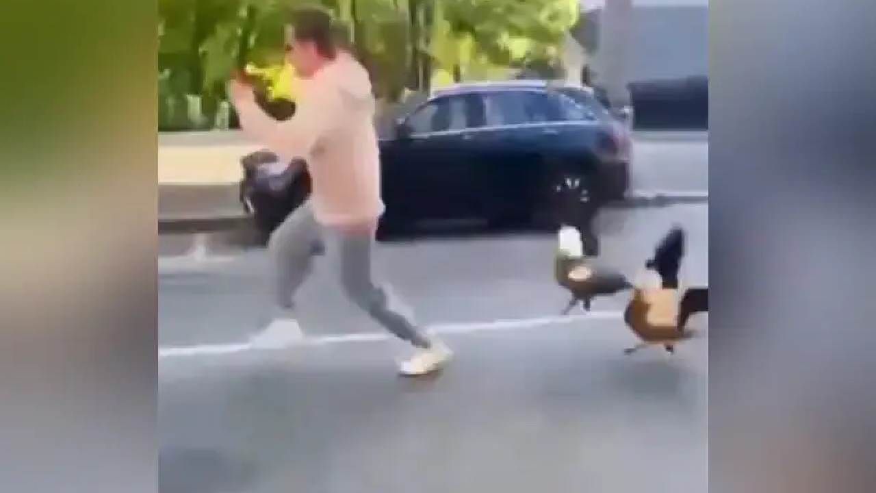 Viral Video: ಮರಿಗಳನ್ನು ಮುಟ್ಟಿದಕ್ಕೆ ವ್ಯಕ್ತಿಯನ್ನು ಅಟ್ಟಾಡಿಸಿ ದಾಳಿ ಮಾಡಿದ ವಿಡಿಯೋ ಸಖತ್ ವೈರಲ್ Viral Video: ಮರಿಗಳನ್ನು ಮುಟ್ಟಿದಕ್ಕೆ ವ್ಯಕ್ತಿಯನ್ನು ಅಟ್ಟಾಡಿಸಿ ದಾಳಿ ಮಾಡಿದ ವಿಡಿಯೋ ಸಖತ್ ವೈರಲ್