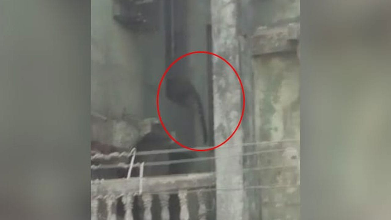 ಮುಂಬೈ ವಸತಿ ಪ್ರದೇಶದಲ್ಲಿ ಕಾಣಿಸಿಕೊಂಡ ಚಿರತೆ; ಮೂವರ ಮೇಲೆ ದಾಳಿ ಮುಂಬೈ ವಸತಿ ಪ್ರದೇಶದಲ್ಲಿ ಕಾಣಿಸಿಕೊಂಡ ಚಿರತೆ; ಮೂವರ ಮೇಲೆ ದಾಳಿ