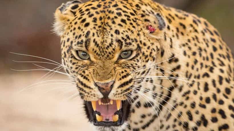 Leopard Attack: ಹೊಲದಲ್ಲಿ ತರಕಾರಿ ಕೀಳುತ್ತಿದ್ದ 10 ವರ್ಷದ ಬಾಲಕಿಯ ಮೇಲೆ ಚಿರತೆ ದಾಳಿ