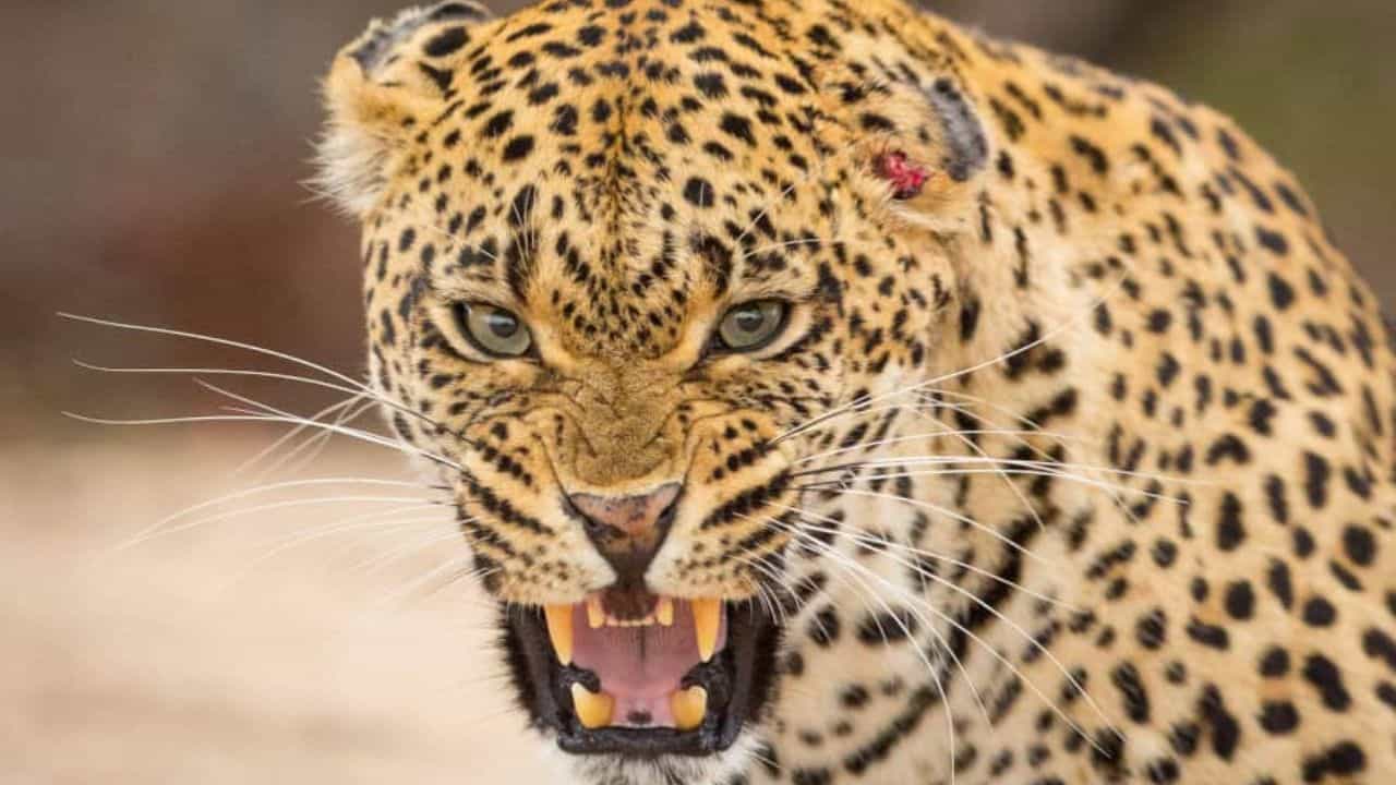 Leopard Attack: ಹೊಲದಲ್ಲಿ ತರಕಾರಿ ಕೀಳುತ್ತಿದ್ದ 10 ವರ್ಷದ ಬಾಲಕಿಯ ಮೇಲೆ ಚಿರತೆ ದಾಳಿ