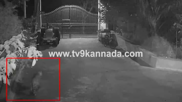 ರಾಮನಗರ: ನಾಯಿಬೇಟೆಗೆ ಬಂದಿದ್ದ ಚಿರತೆ ಅದು ಸಾಧ್ಯವಾಗದೆ ವಾಪಸ್ಸು ಹೋದ ದೃಶ್ಯ ಸಿಸಿಟಿವಿಯಲ್ಲಿ ಸೆರೆ ರಾಮನಗರ: ನಾಯಿಬೇಟೆಗೆ ಬಂದಿದ್ದ ಚಿರತೆ ಅದು ಸಾಧ್ಯವಾಗದೆ ವಾಪಸ್ಸು ಹೋದ ದೃಶ್ಯ ಸಿಸಿಟಿವಿಯಲ್ಲಿ ಸೆರೆ