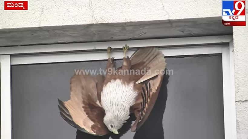 ಮಂಡ್ಯ: 8 ಗಂಟೆಗಳ ಕಾಲ ತಲೆ ಕೆಳಗಾಗಿ ಜೋತಾಡಿದ ಹದ್ದು: ವಿಡಿಯೋ ವೈರಲ್