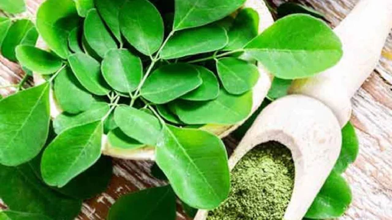 Benefits Of Moringa Leaves: ನುಗ್ಗೆ ಸೊಪ್ಪು ನಿಮ್ಮ ದೈನಂದಿನ ಆಹಾರಕ್ರಮದಲ್ಲಿ ಅಳವಡಿಸಿಕೊಳ್ಳಿ