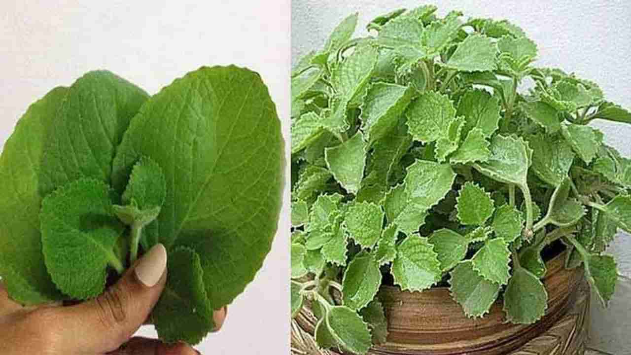 Ajwain Leaves: ದೊಡ್ಡ ಪತ್ರೆಯನ್ನು ಅಡುಗೆಯಲ್ಲಿ ಬಳಕೆ ಮಾಡಿ, ಈ ಆರೋಗ್ಯ ಸಮಸ್ಯೆಗಳಿಗೆ ಗುಡ್​ಬೈ ಹೇಳಿ